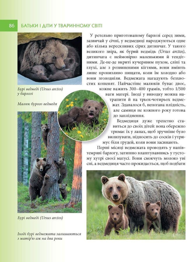 Батьки і діти у тваринному світі