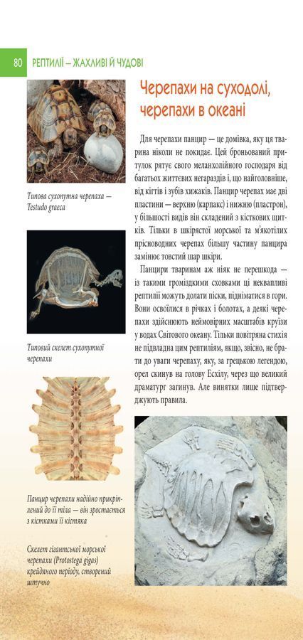 Рептилії &mdash; жахливі й чудові
