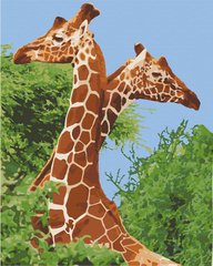 Картина за номерами "Пара жирафів" 40*50 см