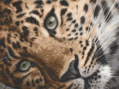 Картина за номерами "Леопард" 40*50 см